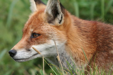Red Fox