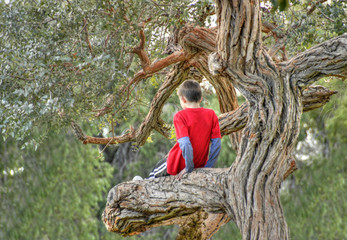 Boy Climbing a tree