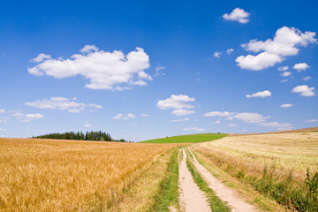 Fototapeta na wymiar złote pola pszenicy z drogi
