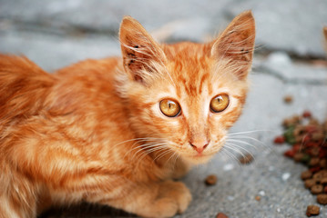 Orange cat eat granules