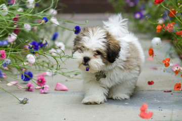 Lhasa apso puppy © Ruth Black
