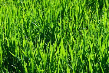 happy green grass leaves morning sunlight