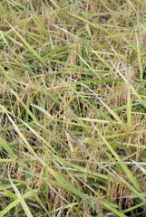 Brown rice with drops of ater on the field, Sumatra, Indonesia