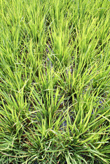 WAter and young green rice on the field, Sumatra, Indonesia