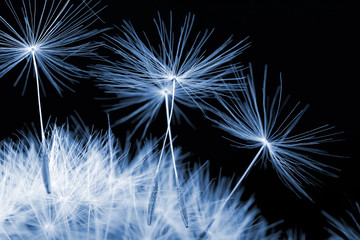 blue dandelion detail isolated on dark background