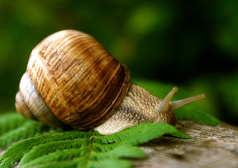 snail in natural