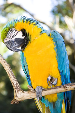 Blue and Gold Macaw in a wildlife sanctuary