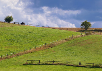 Obraz premium Pferdekoppel