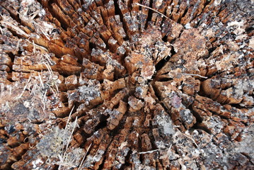 Old wood texture and background