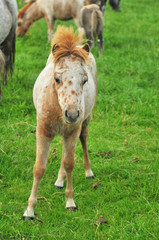 Naklejka na ściany i meble foal from American mini horses in farmland