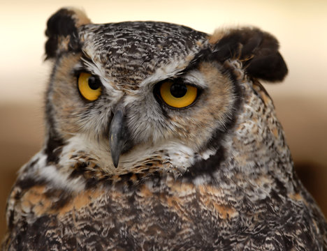 Photo of tethered Great Horned Owl