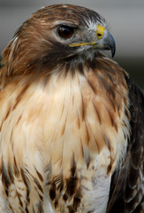Red Tailed Hawk