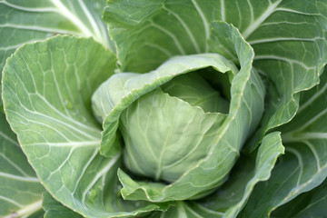 Fototapeta na wymiar Fresh cabbage