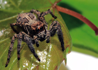 Spider shaggy with 4 eyes on