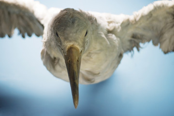 Naklejka premium albatros