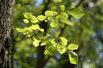 Tree branch lighten with sun