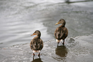 A pair of malards staring in the same direction