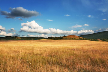 Field and trees