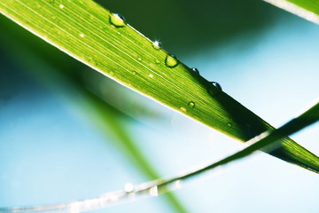 Wet grass and leaves