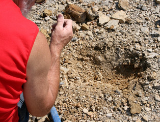 Fossilien sammeln