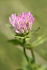 clover flower