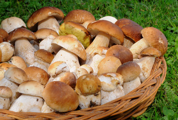 Frische Pilzen - Boletus