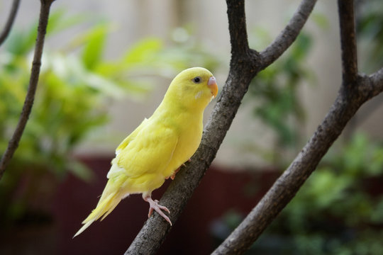 Yellow budgie sitting on branch