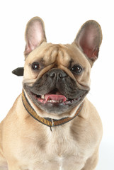 Portrait de Chien Bouledogue français