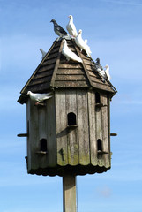A wooden Dovecot with perched Doves