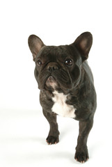 Bouledogue français