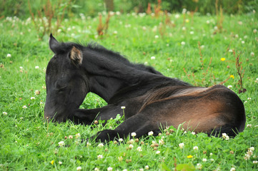 A one day old foal lying down in field of clover