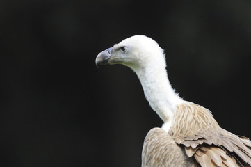 Griffon-vulture portrait