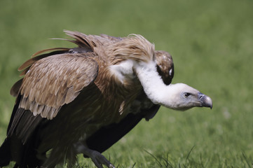 Griffon-vulture portrait