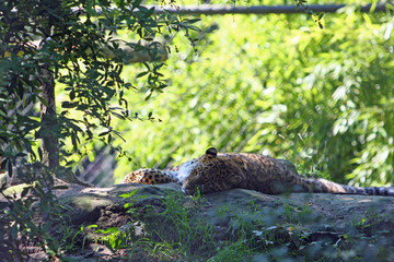 Leopard