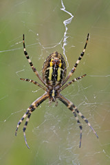 Wespenspinne, Argiope bruennichi