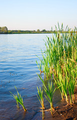 Fototapeta premium Summer landscape with quiet water of lake and wood
