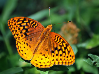 Orange Butterfly On Green Vegetation