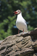 vogel