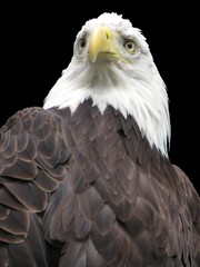 aigle