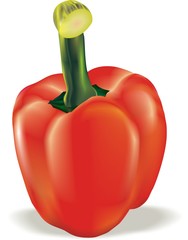Red pepper on a white background, an illustration