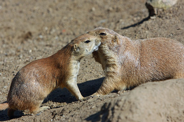 Erdhörnchen