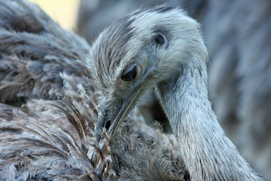 Nandu