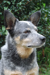 Naklejka premium australian