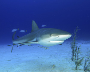 Obraz premium Reef Shark 3