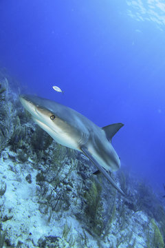 Reef Shark 2