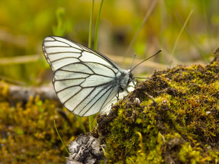 Obraz premium The butterfly drinks water from a moss
