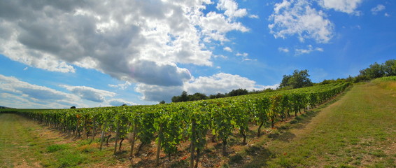 Vignes de Bourgogne.