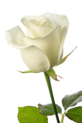 white rose isolated with clipping path