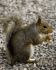 squirrel