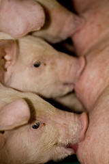 suckling pigs